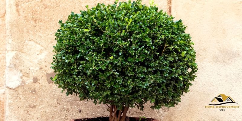How Big is 3 Gallon Boxwood