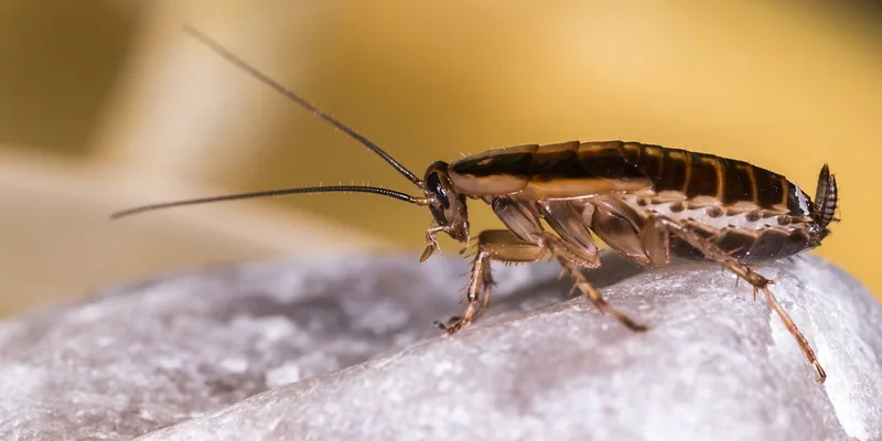 close-up of a German cockroach, one of the pests most commonly targeted by indoor fogging close-up of a German cockroach, one of the pests most commonly targeted by indoor fogging