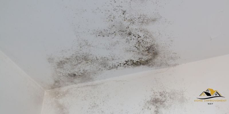 how to get rid of Mold on Concrete Block Walls