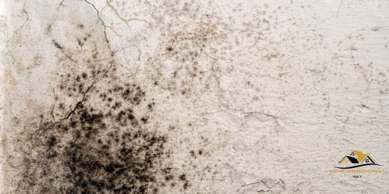 how to get rid of Mold on Concrete Block Walls
