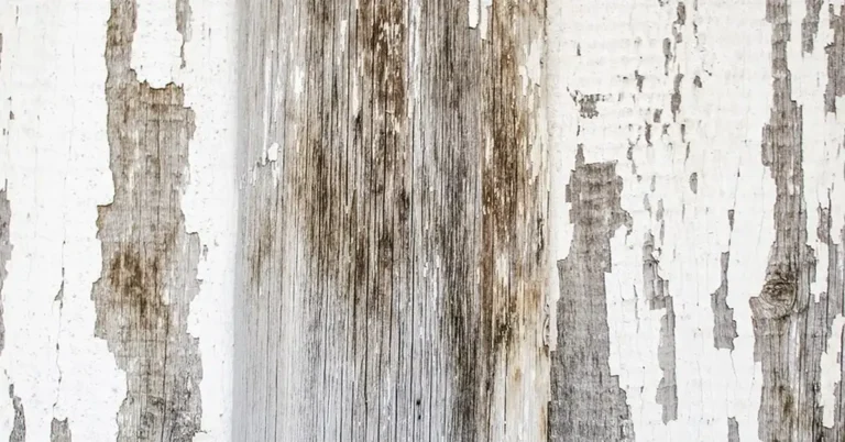 Latex paint peeling off a painted wood surface during removal