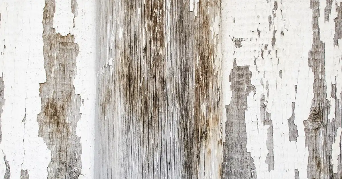 Latex paint peeling off a painted wood surface during removal
