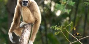 Alone in the Woods by Redrusker