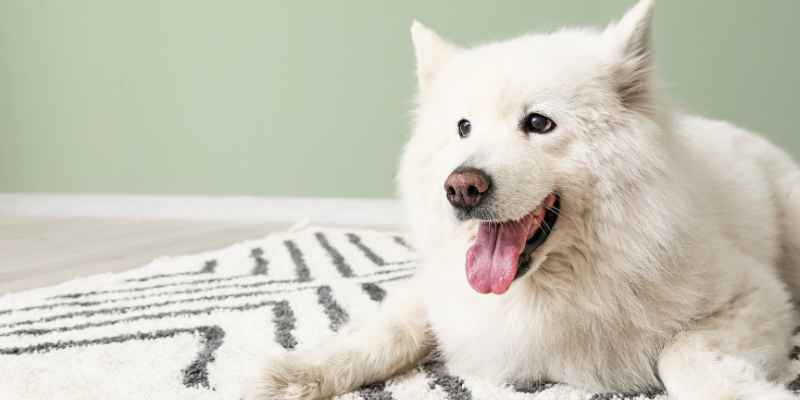 Is Baking Soda on Carpet Safe for Dogs