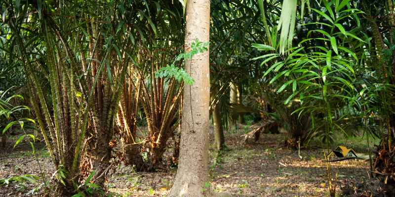 Agarwood How to Grow