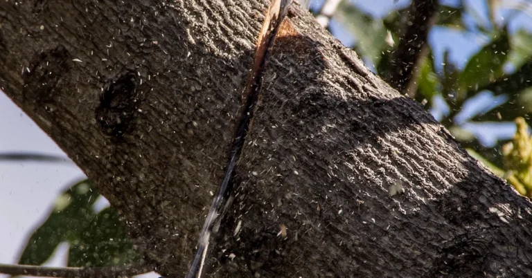 Gas chainsaw blade cutting through a tree branch