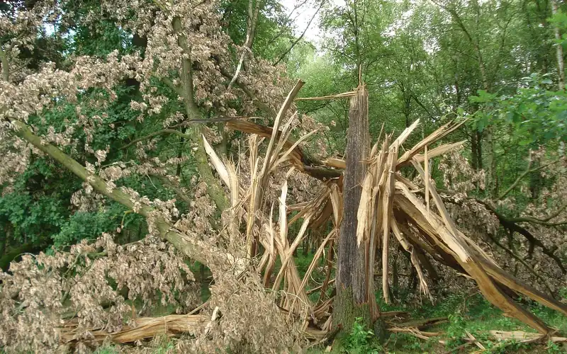 tree trunk split apart after being struck by lightning during a storm
