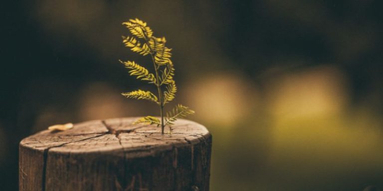 Easy Tree Stump Carving Ideas For Creative Garden Decor