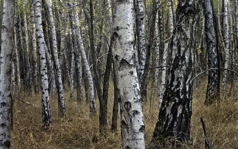 Birch trees with white bark in a forest Birch trees with white bark in a forest