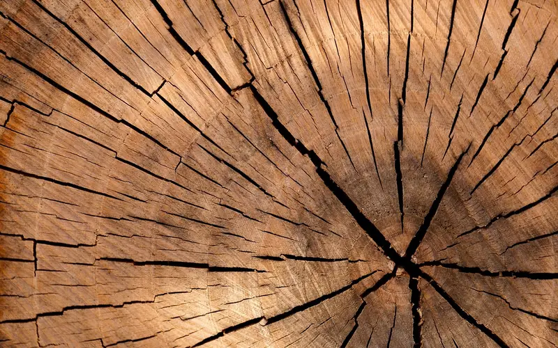cross-section of a live edge wood slab showing natural grain and tree rings