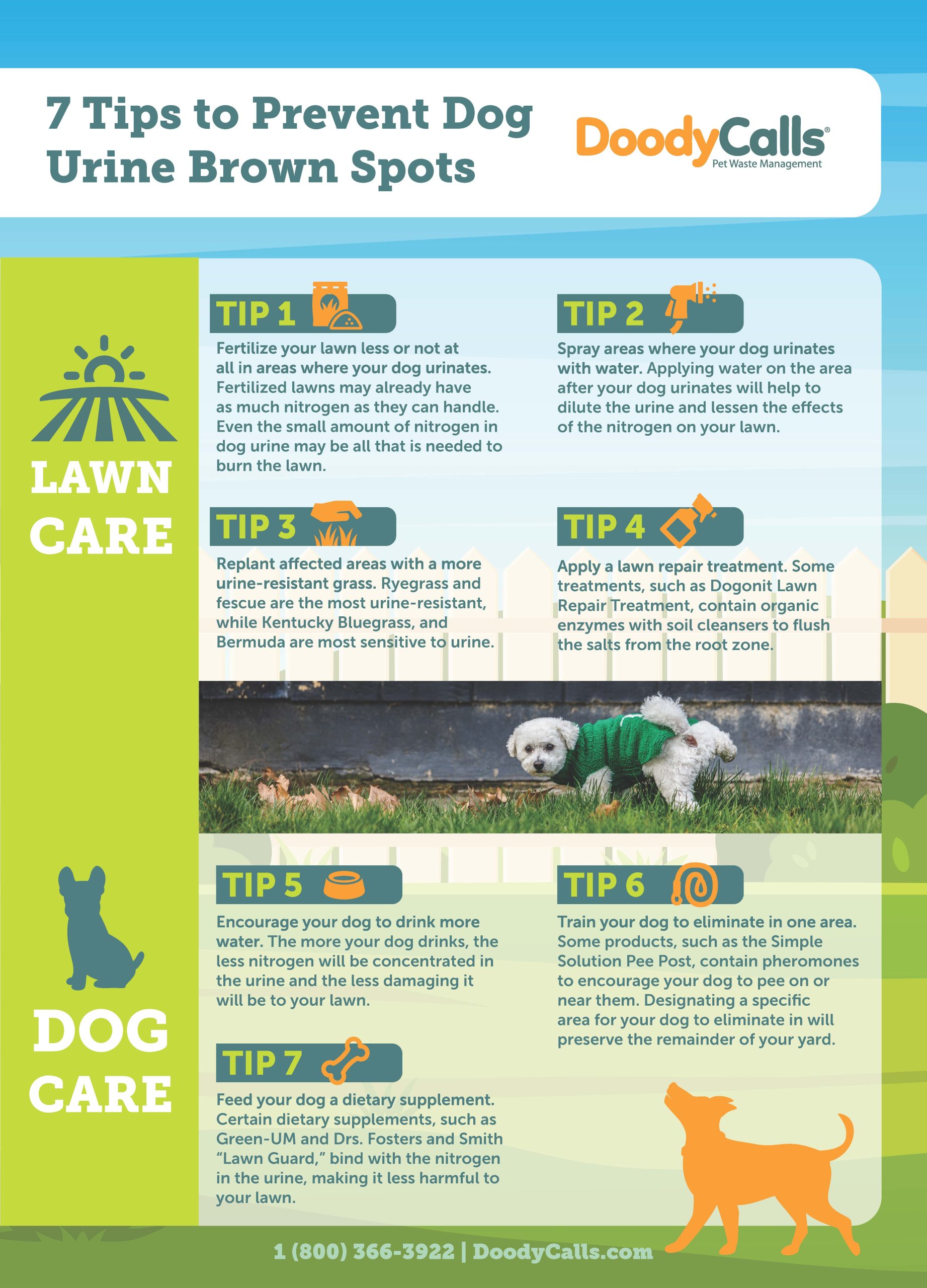 How to Stop Dog Urine from Killing Grass
