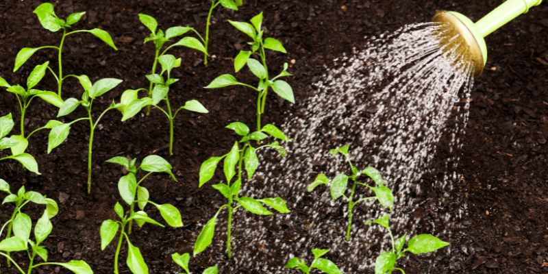 Alternatives to Softened Water for Plants