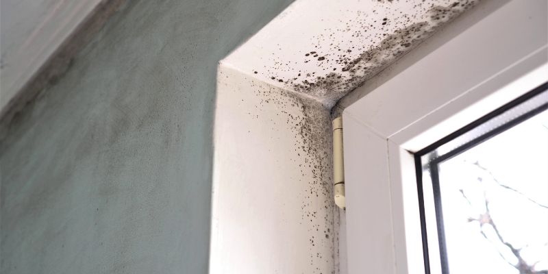 How to Identify a Mold Smell