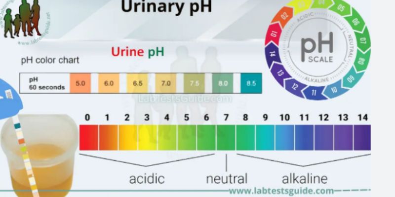 What Does pH in Urine Mean