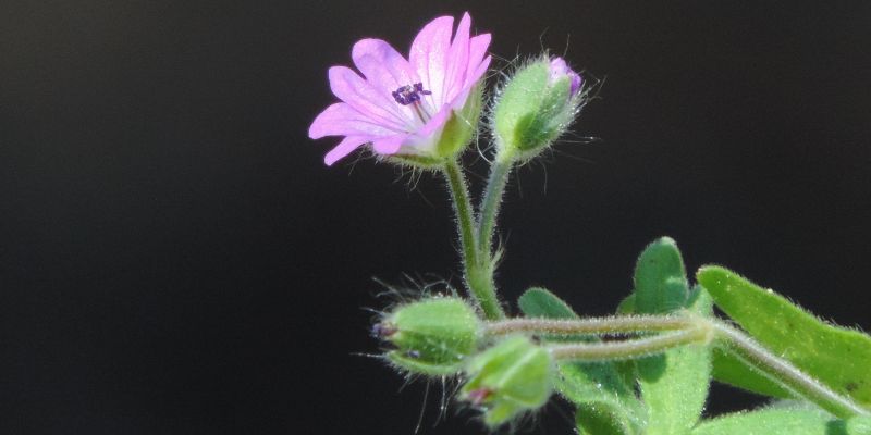 What Factors Affect How Long Weed Stays in Urine