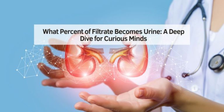 What Percent of Filtrate Becomes Urine