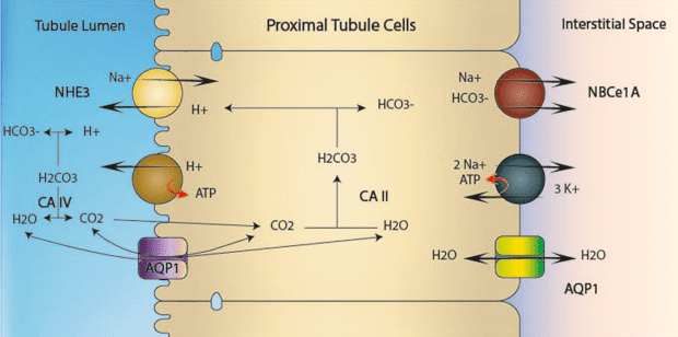 Safety Tips for Acidifying Urine