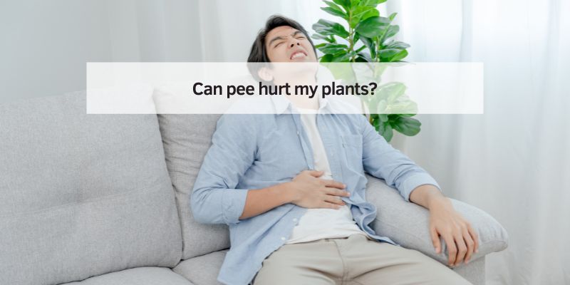 Can pee hurt my plants
