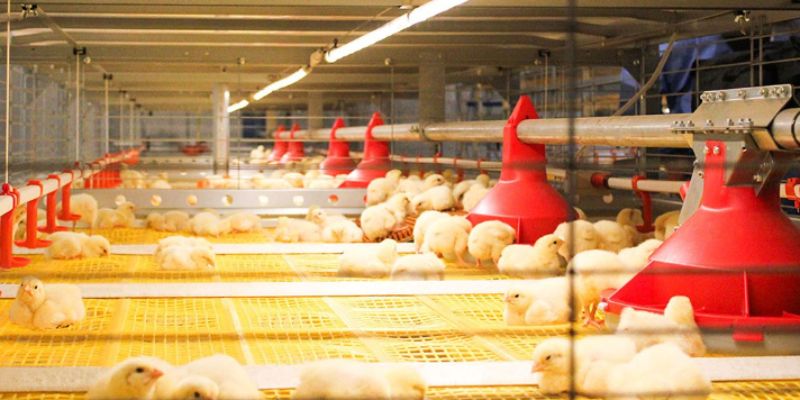 Tips for New Chicken Keepers