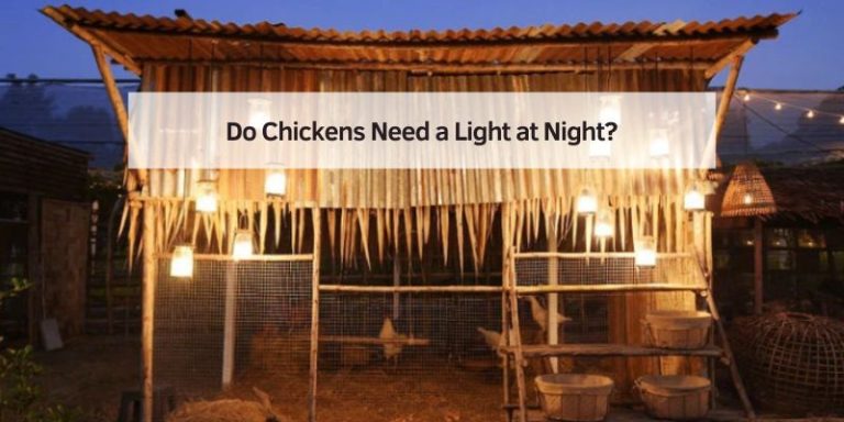 Do Chickens Need a Light at Night