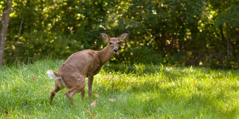 The Theory Behind Using Human Urine as a Deer Repellent