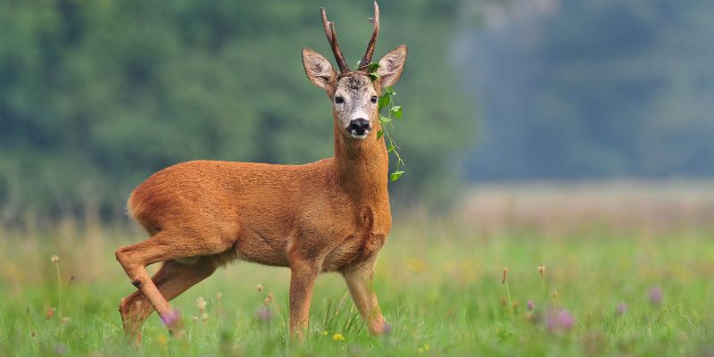 My Final Thoughts on Human Urine as a Deer Repellent