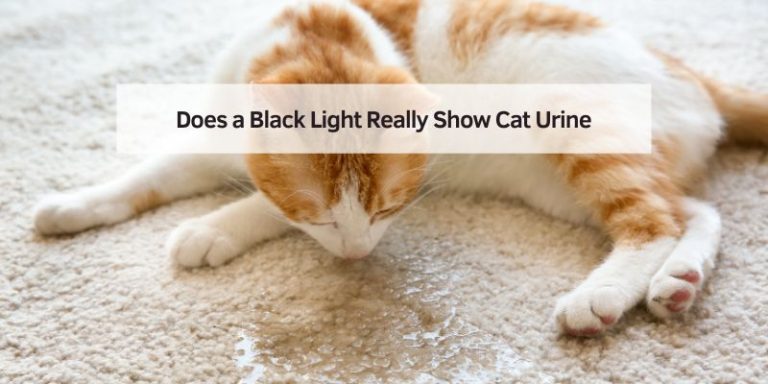 Does a Black Light Really Show Cat Urine