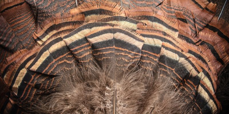 Gathering Your Supplies