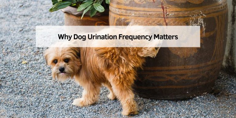 Why Dog Urination Frequency Matters