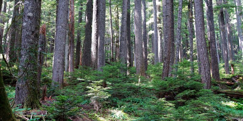 Hemlock Vs Douglas Fir Strength