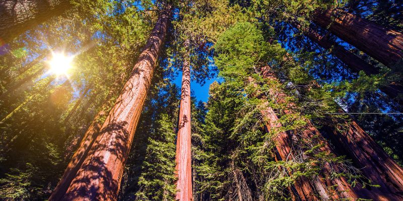 What's The Difference Between Sequoia And Redwood Tree