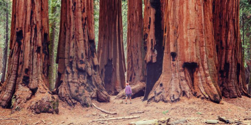 What's The Difference Between Sequoia And Redwood Tree