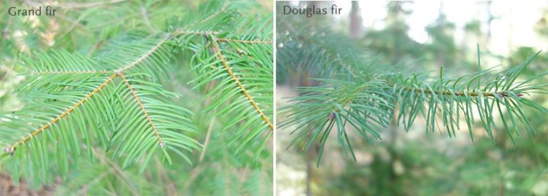 Grand Fir Vs Douglas Fir