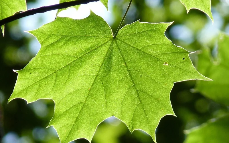 close-up of a green maple leaf on the tree showing its five-lobed shape