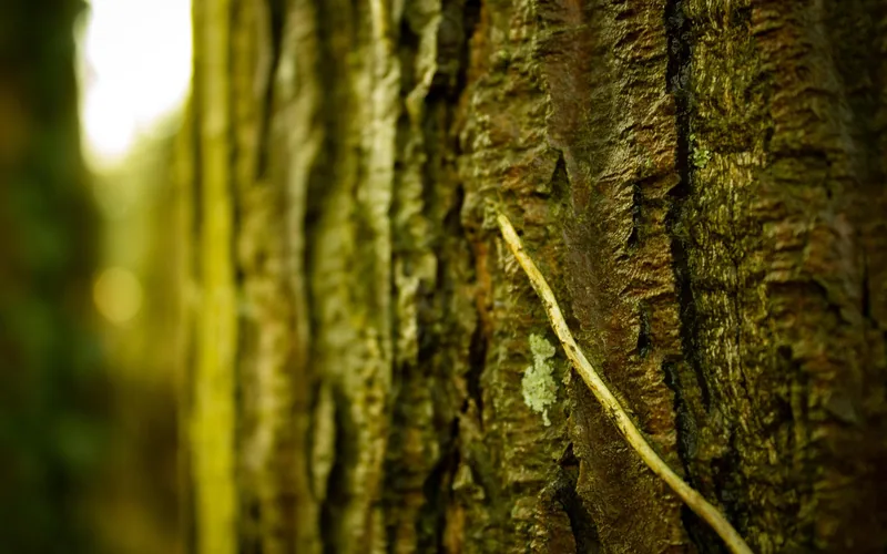 close-up of textured maple tree bark in a forest setting