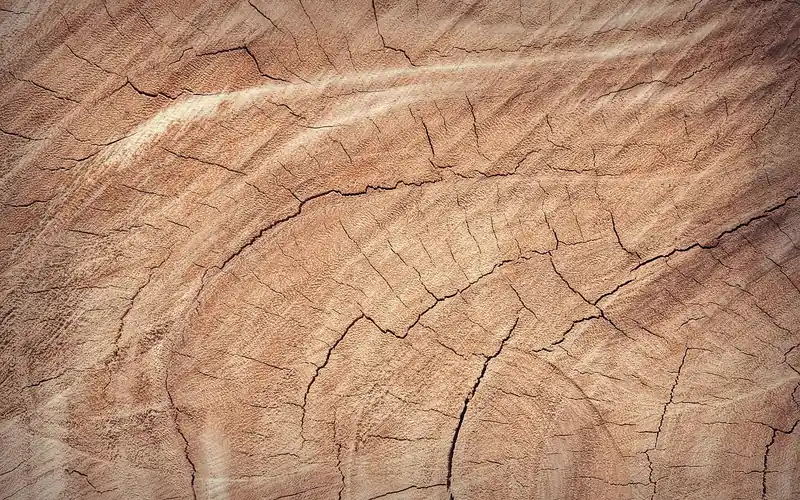 macro closeup of oak end grain showing annual growth rings