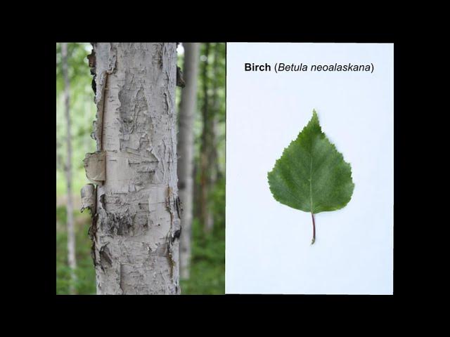 Poplar Tree Vs Birch
