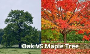 Red Oak Vs Red Maple