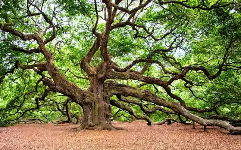 large mature oak tree with wide branching canopy providing shade on a lawn large mature oak tree with wide branching canopy providing shade on a lawn
