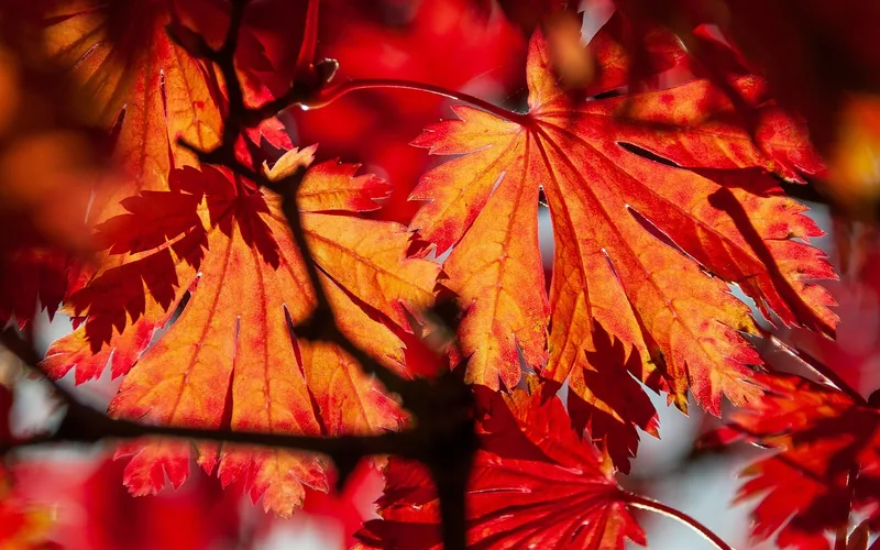 close-up of maple leaves in vivid red and orange autumn color close-up of maple leaves in vivid red and orange autumn color