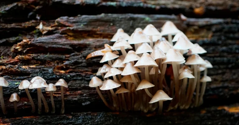 Rotting wood log covered in mushroom clusters during decomposition
