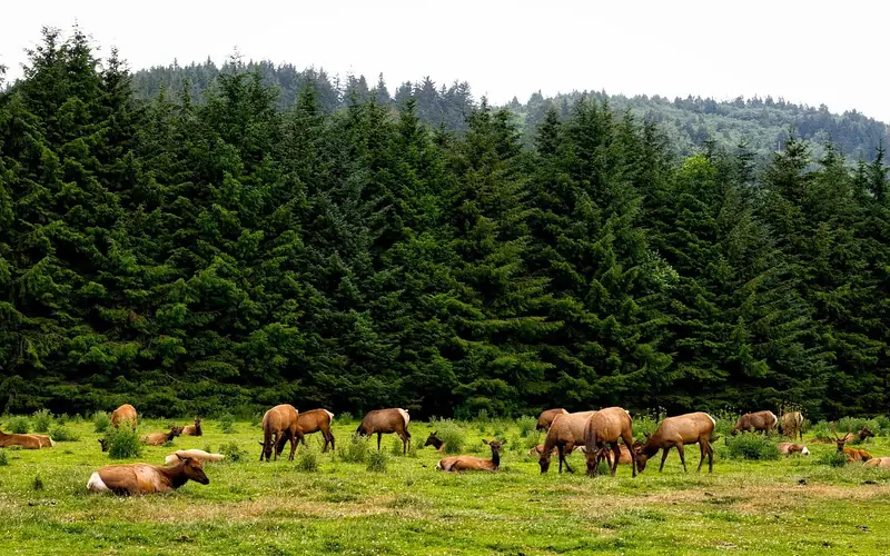 Roosevelt elk herd grazing in a meadow bordered by redwood forest