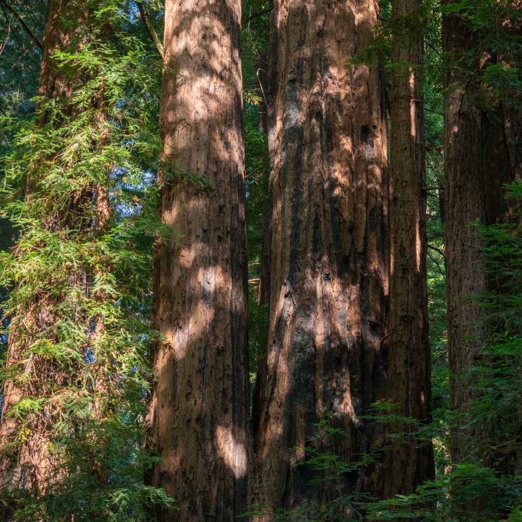What Are Big Basin and Henry Cowell Redwoods State Parks