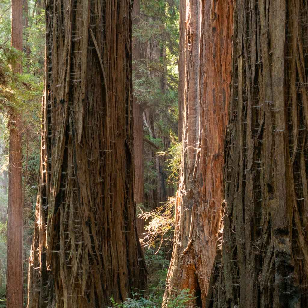 Quick Tips for Your Redwood Adventure