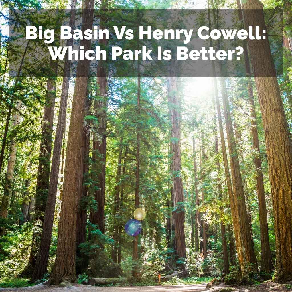Big Basin Vs Henry Cowell