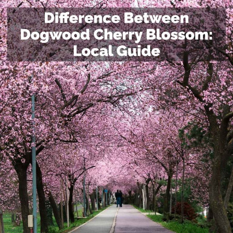 Difference Between Dogwood Cherry Blossom