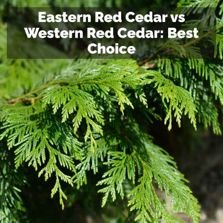 Eastern Red Cedar vs Western Red Cedar