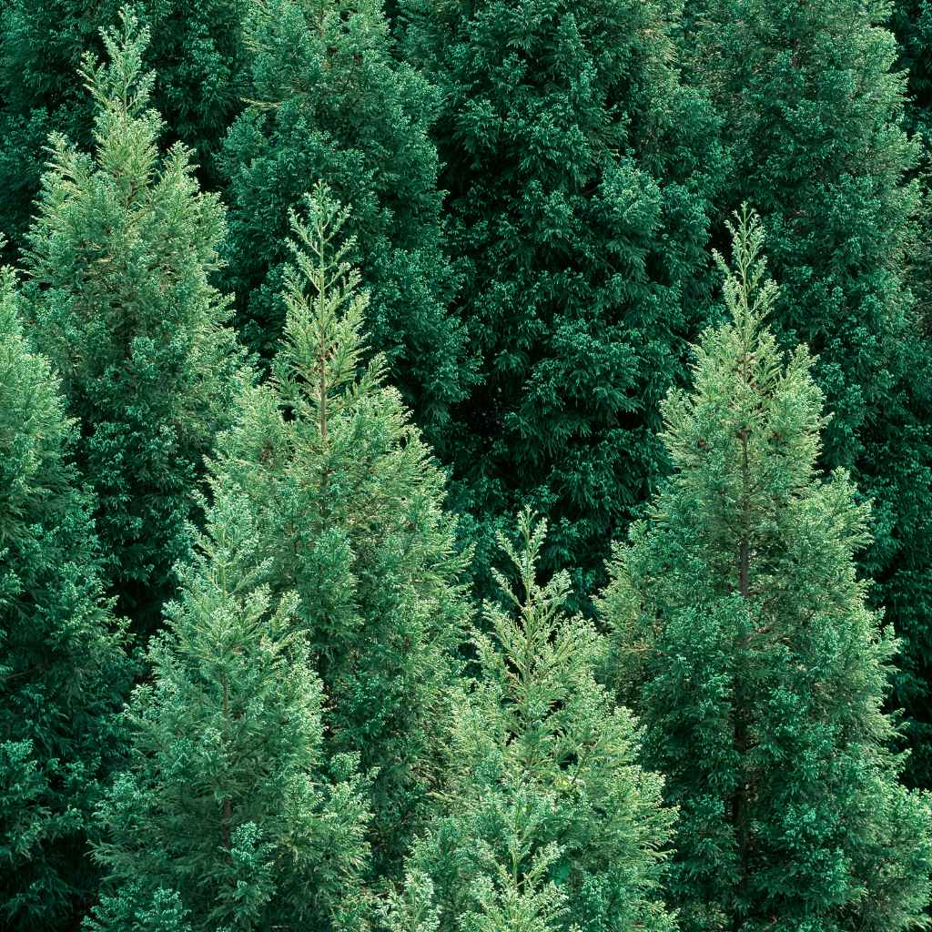 Choosing the Best Local Choice