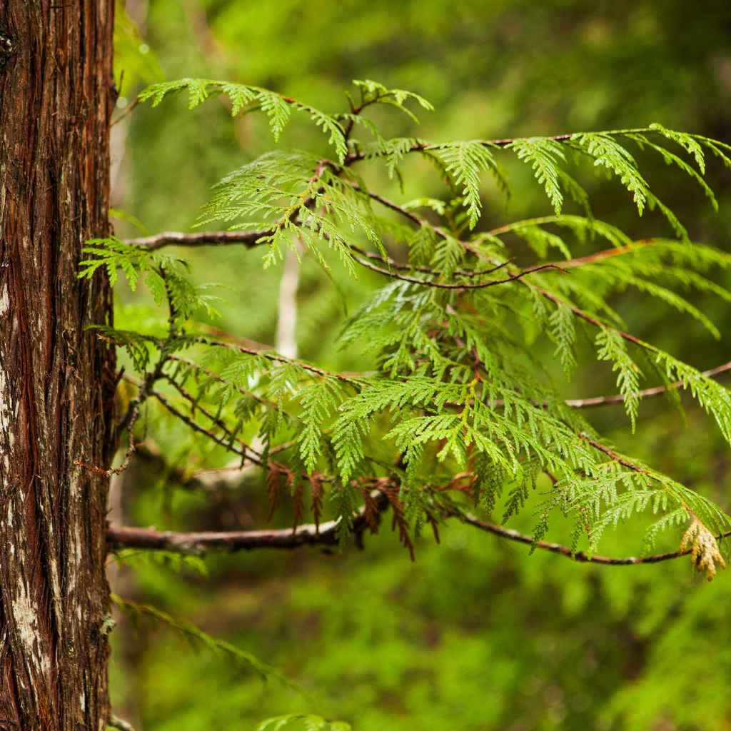 Eastern Red Cedar vs Western Red Cedar Key Differences