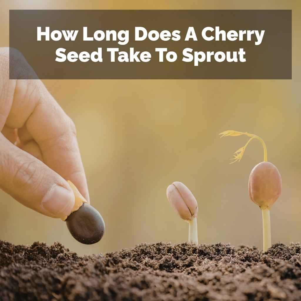 How Long Does A Cherry Seed Take To Sprout